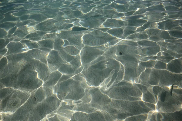 Fishes Beach Atlantic Ocean Cancun Riviera Maya Mexico — Stock Photo, Image