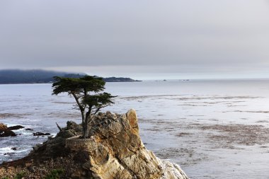 Pebble Beach golf sahası, Monterey, Kaliforniya, ABD