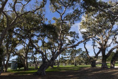 Pebble Beach golf sahası, Monterey, Kaliforniya, ABD