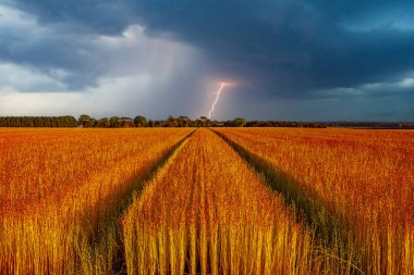 Fransa 'nın Normandiya kentindeki Etretat kenti yakınlarında Ağustos ayındaki hasat sırasında keten tarlaları