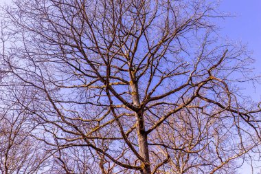 Versailles, Fransa yakınlarındaki Marly ormanında kışın meşe ağaçları