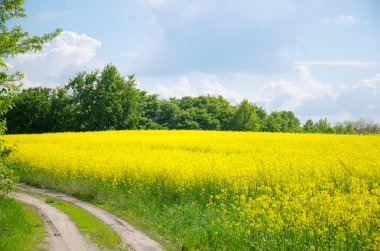 Sarı kolza tohumu alan ve mavi gökyüzü altında eski toprak yol. Brassica napus. Trakhtemyriv, Ukrayna