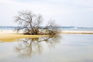 Denize yakın kuru ağaç