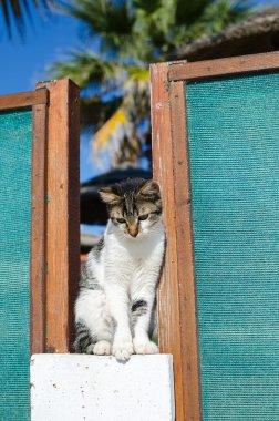 arka plan ve palmiye ağaçlarının çit oturan beyaz kedi