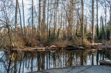 Bahar ağaçları yansıma 3