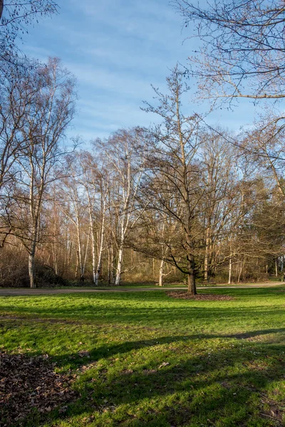 Seattle voorjaar bomen — Stockfoto