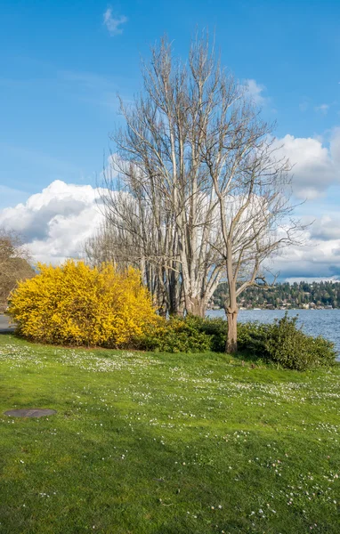 Seward Park träd och buske 2 — Stockfoto