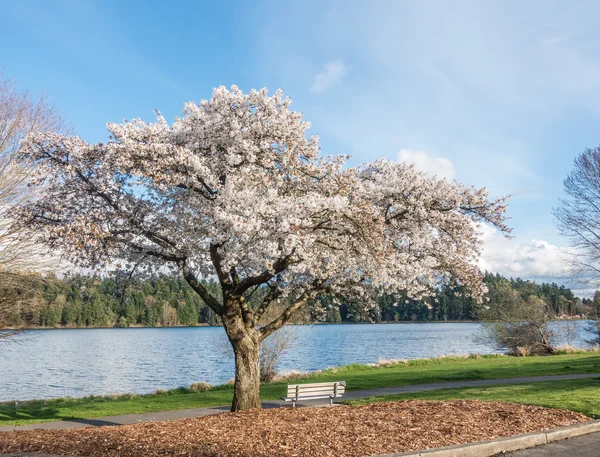 华盛顿湖樱桃树 3 — 图库照片