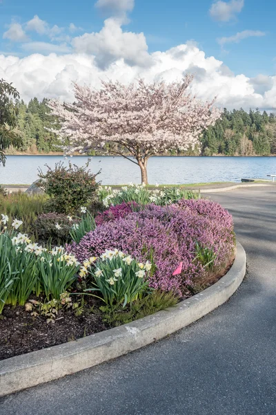 Primavera a lo largo del lago Washington 2 — Foto de Stock