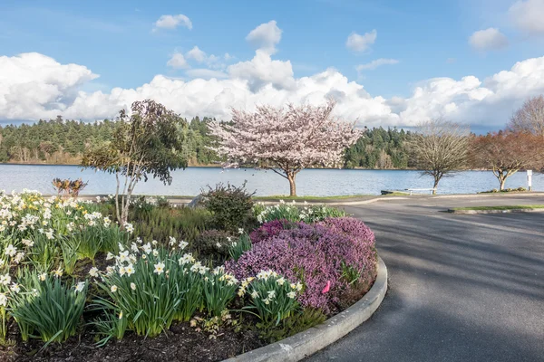 Primavera junto al lago Washington 3 — Foto de Stock