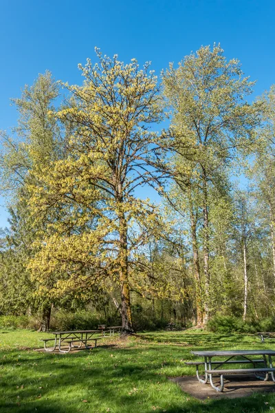 Flammender Geysir - gelber Baum — Stockfoto