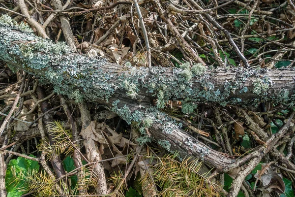 Flechten auf Baumstamm Nahaufnahme — Stockfoto