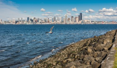 Seattle manzarası ve martı