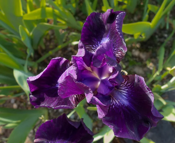 Deep Purple Iris Closeup — Stock fotografie