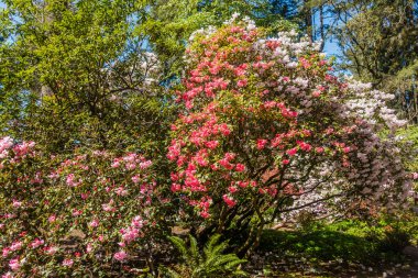 Ormangülü çiçek bolluk