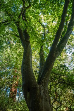 bahar ağacı dalları