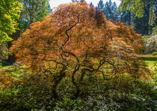 Macro de arce japonés —  Fotos de Stock