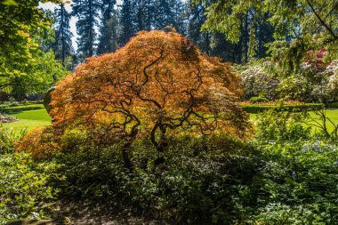 Japonca akçaağaç makro 2