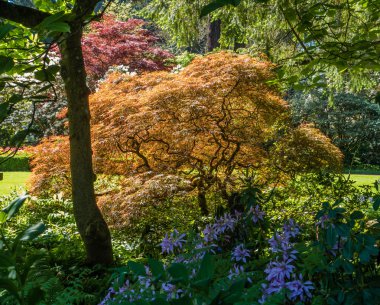 Japonca akçaağaç makro 3