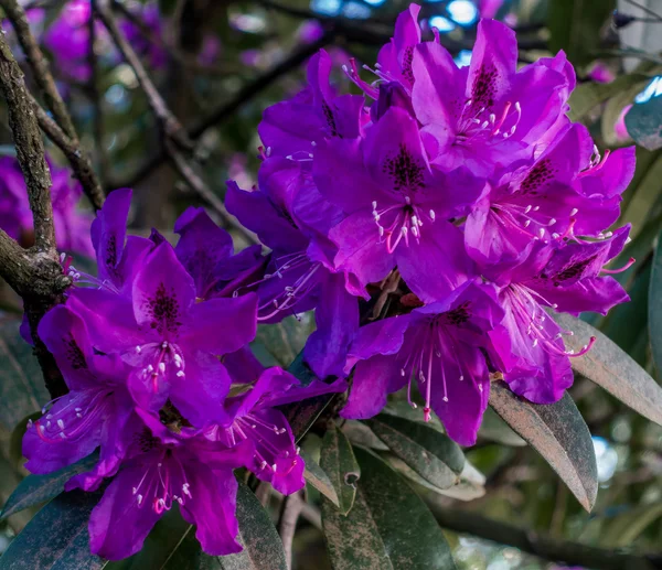 Deep Purple Rhododendron Closeup