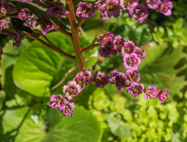 Small Pink Flowers Macro — Stock Photo, Image