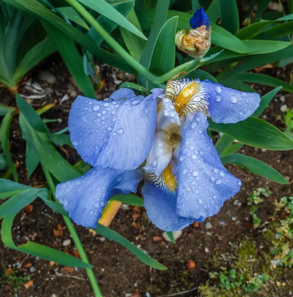 Iris s kapkami — Stock fotografie