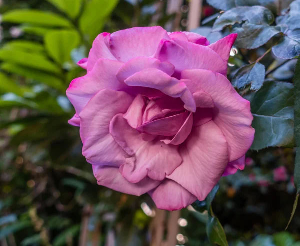 Rose pastel rose — Photo