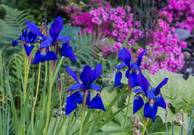 Mavi iris çiçekler