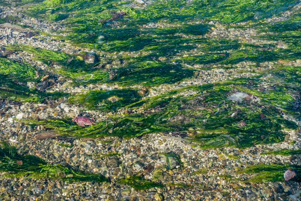 Fluxo de água salgada Closeup — Fotografia de Stock