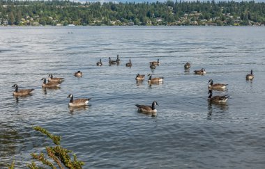 Kanada kazlar Seward Park