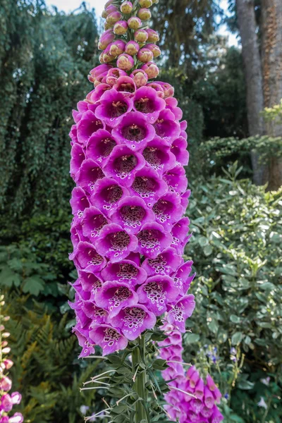 Foxglove Flower Closeup — Stock Photo, Image