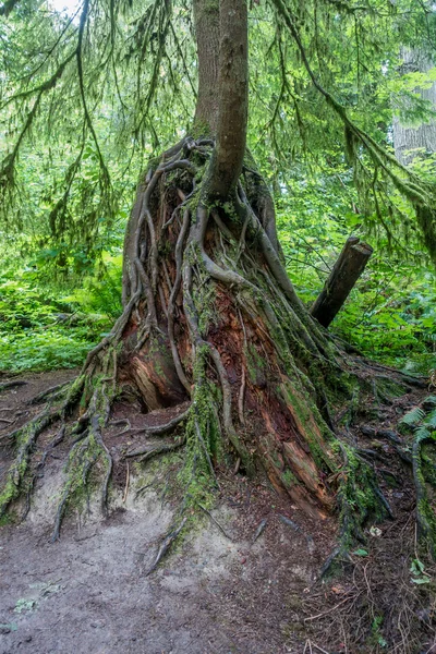 Racines d'arbres découvertes — Photo