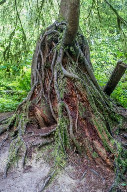 Kökleri 2 ortaya çıkardı.