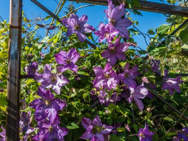 Kafes portre çiçekler