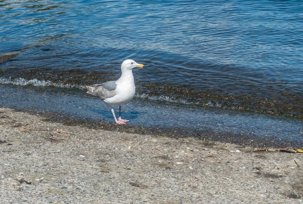 Temps d'alimentation pour les oiseaux — Photo