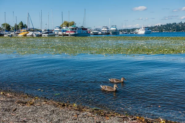 Seattle Marina 2 — Foto de Stock