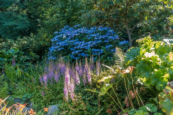 Flores azuis Paisagem — Fotografia de Stock