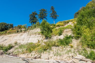 Üç ağaçta bir blöf