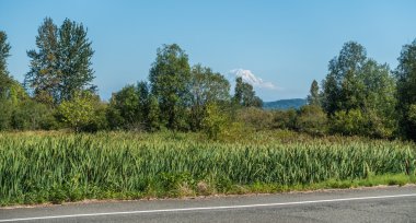 Rainier ağaçların arasından