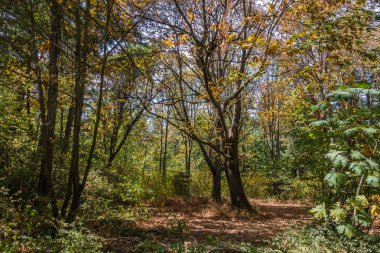 Sonbahar başlangıçlar ağaçlar