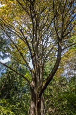 Sonbahar başlangıçlar 2