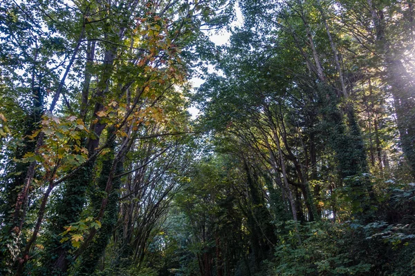 Ağaçlar, tuzlu su — Stok fotoğraf