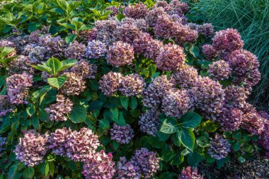 Ortanca çiçek makro