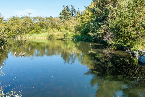 Pazifischer Nordwestteich 2 — Stockfoto