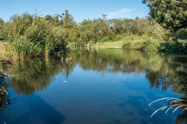 Noroeste Pacífico estanque 3 — Foto de Stock