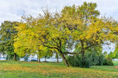 Seattle 'da Washington Gölü boyunca sonbahar ağacı.