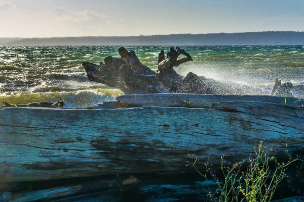 Driftwood Alinha Costa Normandy Park Washington Dia Ventoso — Fotografia de Stock