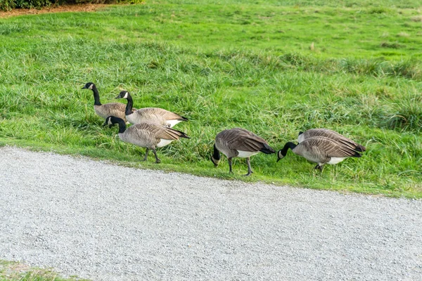 Los Gansos Canadá Alimentan Campo Hierba Seattle Washington —  Fotos de Stock