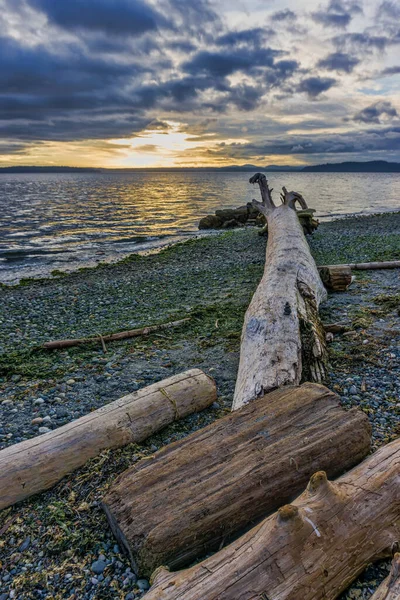 Tronco Legno Deriva Punta Verso Sole Tramonto West Seattle Washington — Foto Stock