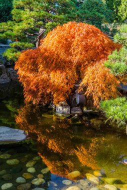 Sonbaharda bir gölet ve Japon akçaağacı. Fotoğraf Seatac, Washington 'da çekildi..